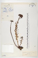 紫綠紅景天藏品圖，第1張