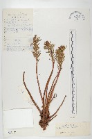 壯健紅景天藏品圖，第1張