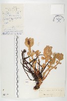 大花紅景天藏品圖，第1張