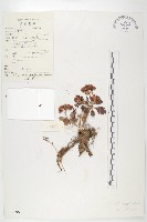 線萼紅景天藏品圖，第1張