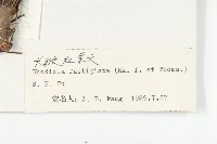 長鞭紅景天藏品圖，第3張