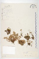 寬萼景天藏品圖，第1張