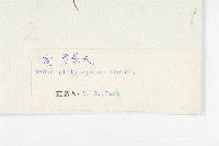 寬萼景天藏品圖，第3張