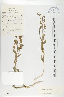 凹果菥蓂、遏藍菜藏品圖，第1張