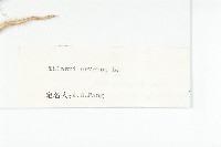 凹果菥蓂、遏藍菜藏品圖，第3張