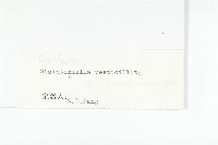 幹葉無隔芥藏品圖，第3張