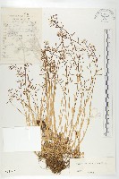 山菥蓂藏品圖，第1張