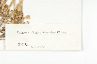 山菥蓂藏品圖，第3張