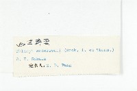 西藏菥蓂藏品圖，第3張