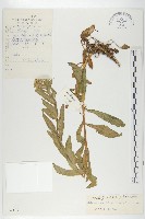 川滇山崳草藏品圖，第1張
