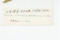 川滇山崳草藏品圖，第3張