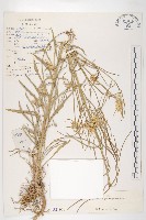 窄翅南芥藏品圖，第1張