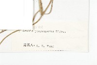 窄翅南芥藏品圖，第3張