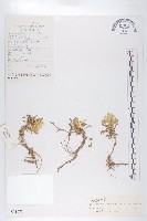 匍匐桂竹香藏品圖，第1張