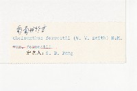 匍匐桂竹香藏品圖，第3張