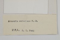 多柱無心菜藏品圖，第3張