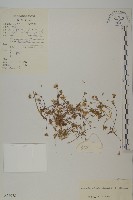 女婁無心菜藏品圖，第1張