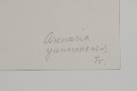 雲南蚤綴藏品圖，第3張