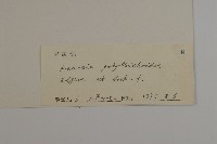 團狀福祿草藏品圖，第3張