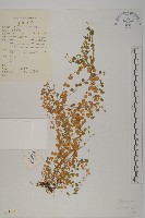 荷蓮豆藏品圖，第1張