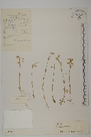 卷耳藏品圖，第1張