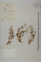 喜泉卷耳藏品圖，第1張