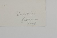 喜泉卷耳藏品圖，第3張