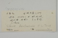 墊狀繩子草藏品圖，第2張