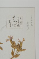 女婁菜藏品圖，第2張