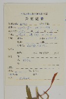 無鱗繩子草藏品圖，第2張