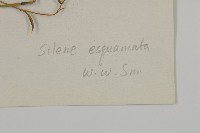 無鱗繩子草藏品圖，第3張