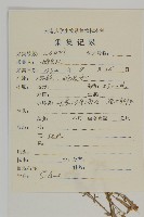 粉花繩子草藏品圖，第2張