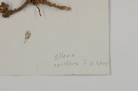 粉花繩子草藏品圖，第3張