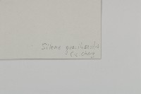 細蠅子草藏品圖，第3張