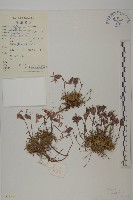 纖細繩子草藏品圖，第1張