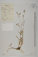 尼泊爾繩子草藏品圖，第1張