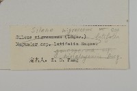 寬葉變黑繩子草藏品圖，第3張