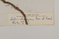 卷葉黃精藏品圖，第3張