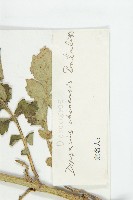 大頭續斷藏品圖，第3張