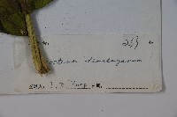 穿心蓮子藨藏品圖，第2張