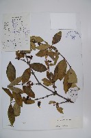 齒葉忍冬藏品圖，第1張