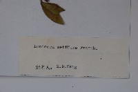 齒葉忍冬藏品圖，第2張