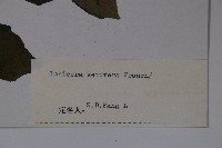 齒葉忍冬藏品圖，第2張