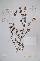 唐古特忍冬藏品圖，第1張