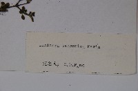 唐古特忍冬藏品圖，第2張
