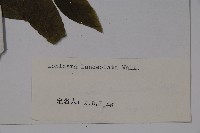 柳葉忍冬藏品圖，第2張