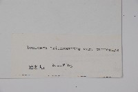 長葉毛花忍冬藏品圖，第2張