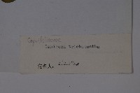 毛花忍冬藏品圖，第2張