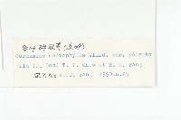 多葉碎米薺藏品圖，第3張