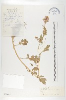 多花碎米薺藏品圖，第1張